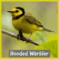 Hooded Warbler